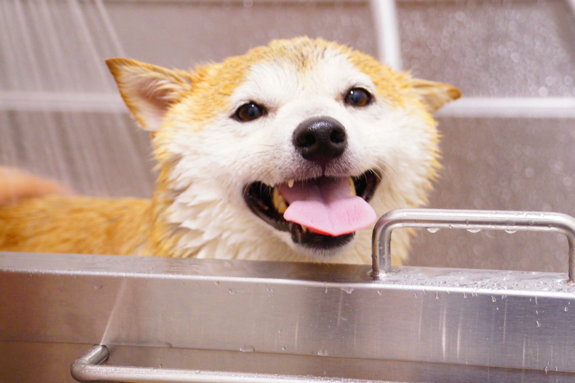 Smiling wet dog in a stainless-steel bath tub during grooming