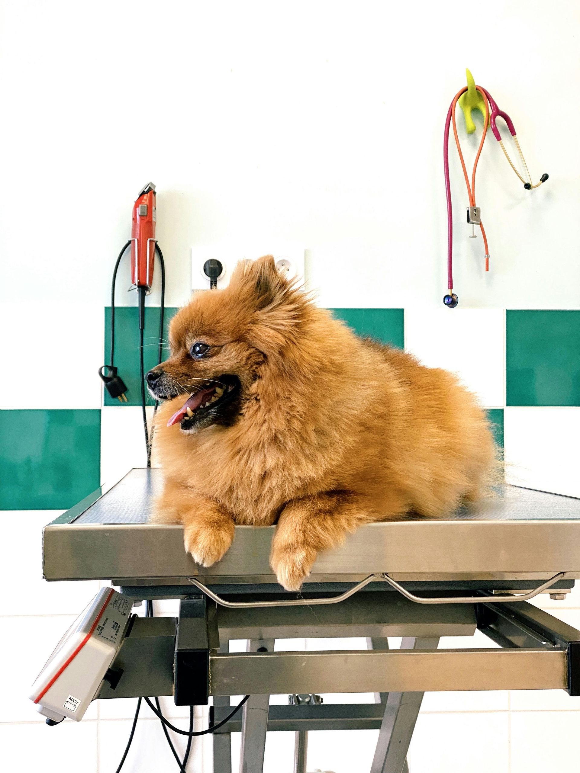 Small fluffy brown dog on a grooming table, tongue out, in a clean vet or pet salon setting.