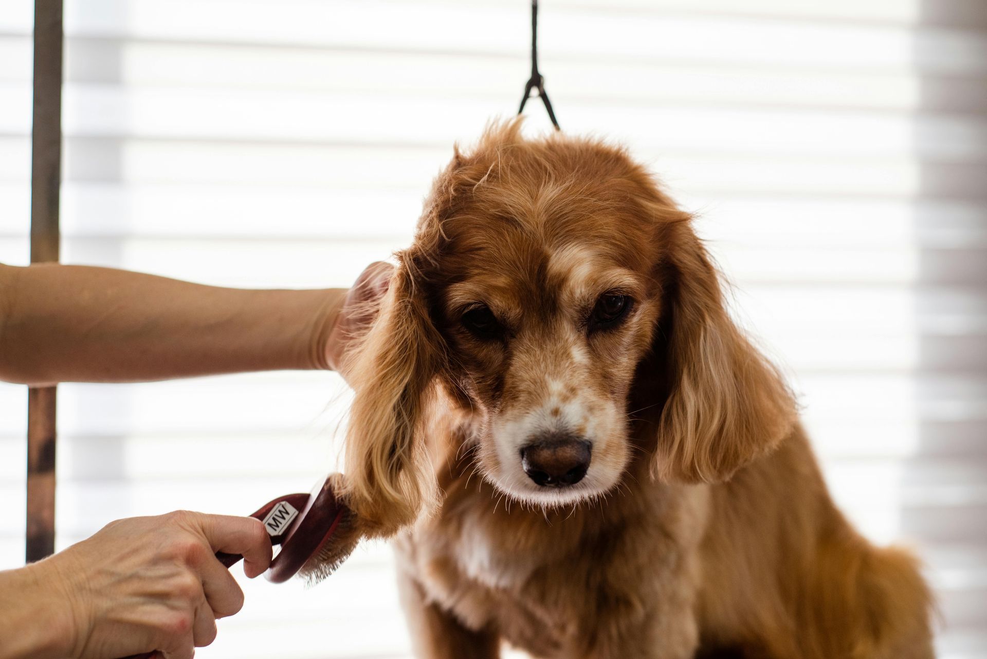 Brown dog being groomed with clippers while held on a grooming table in front of a bright window