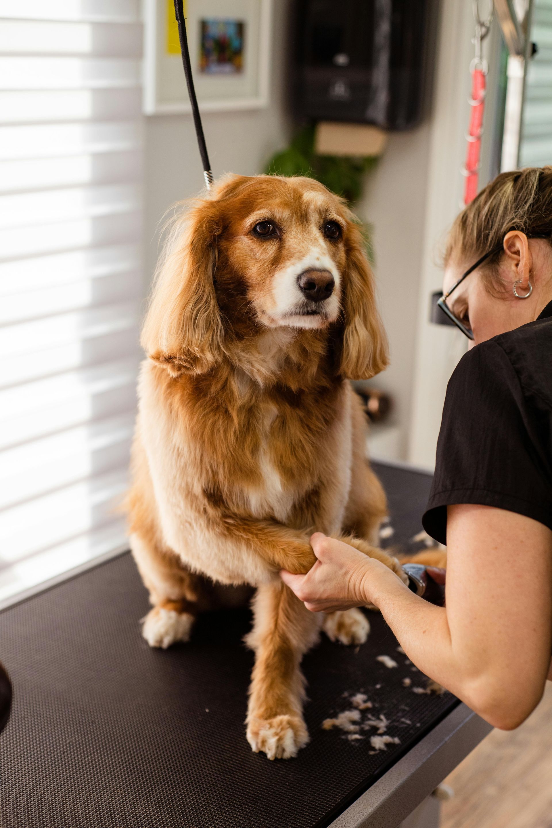 Golden retriever on a grooming table while a woman brushes its fur indoors.
