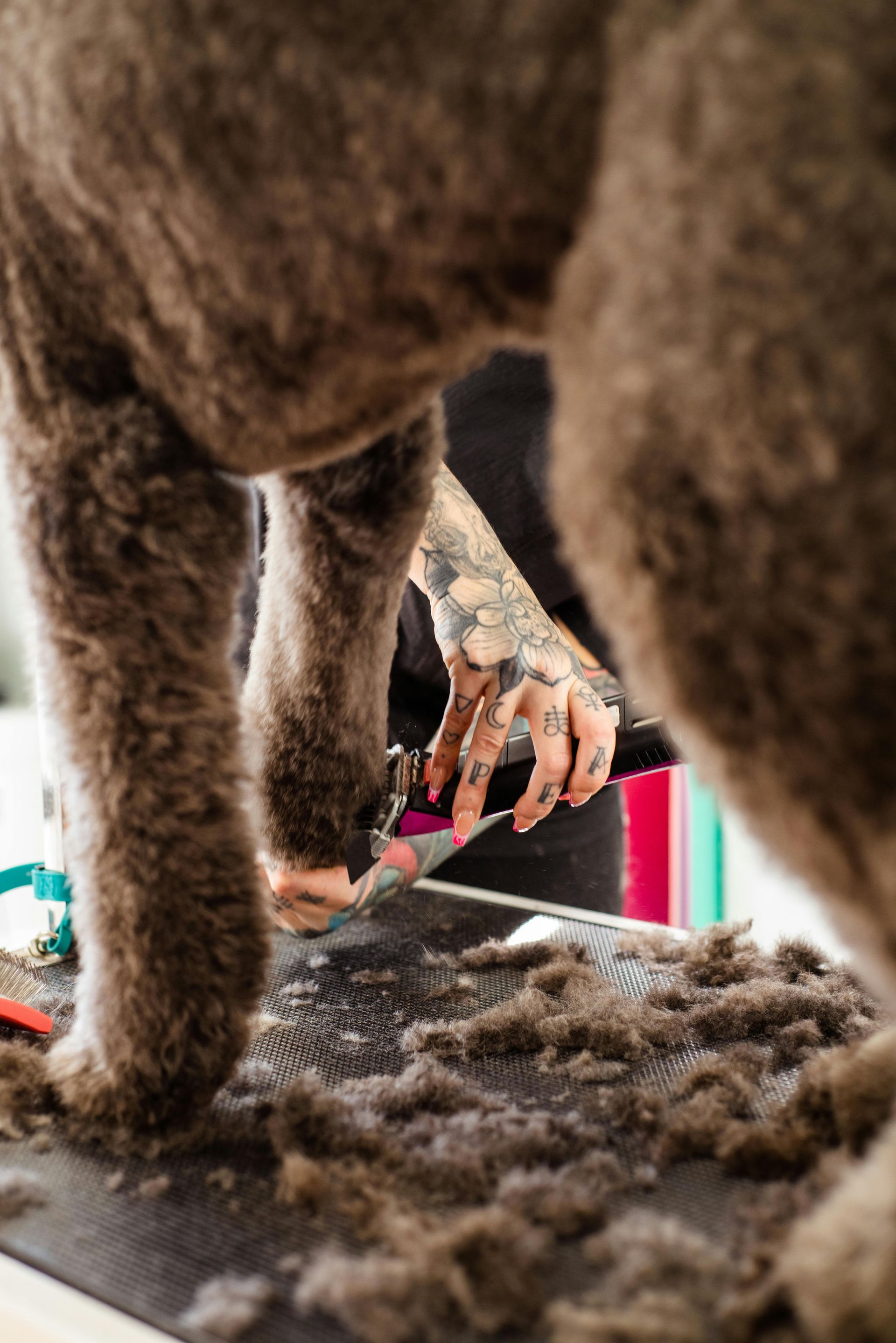 Dog grooming in progress, with a groomer clipping a brown dog's fur on a table