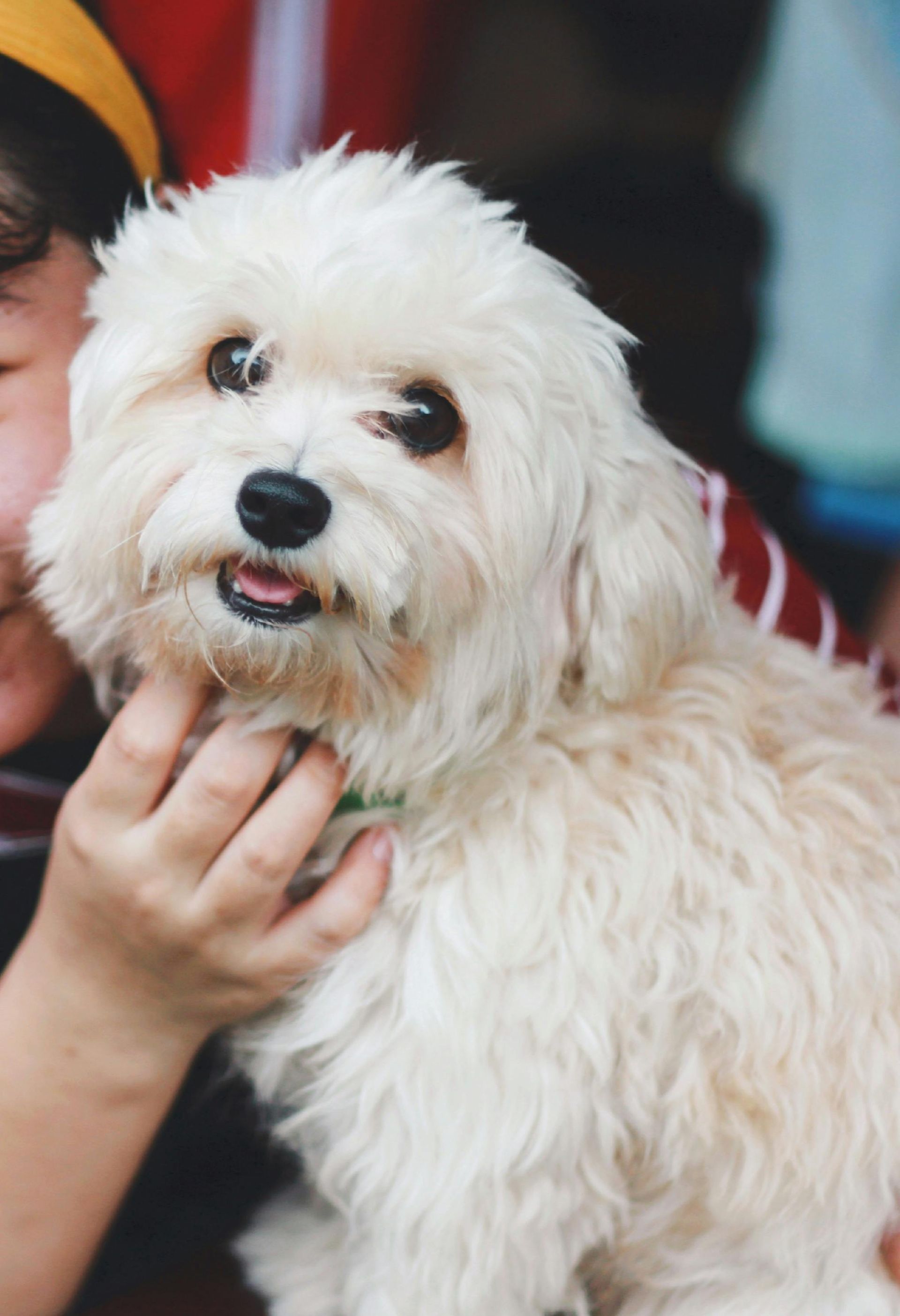 Small fluffy white dog being held, looking at the camera with its tongue out