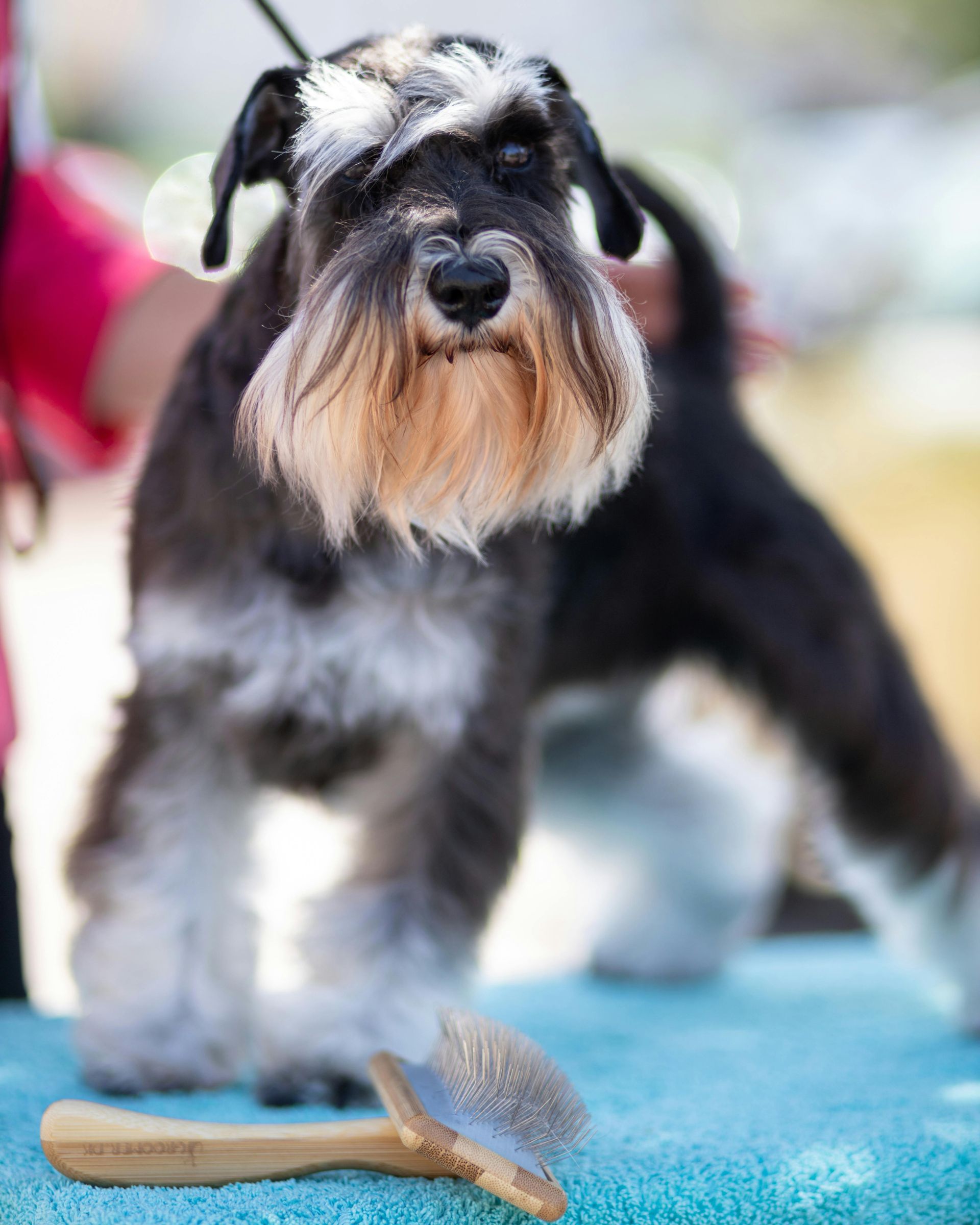 Black and gray Schnauzer standing on blue mat with a brush in front of it
