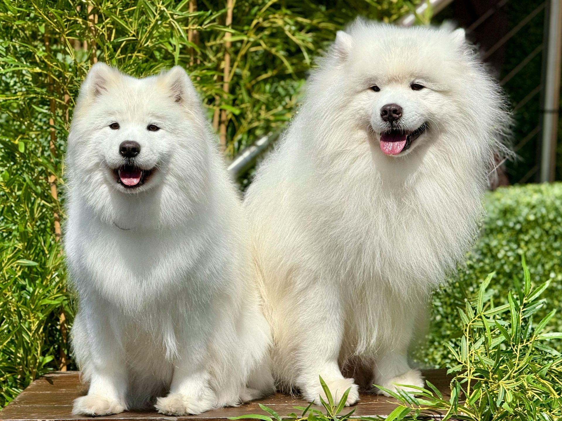 Two fluffy white dogs sitting outdoors in grass, both panting happily.