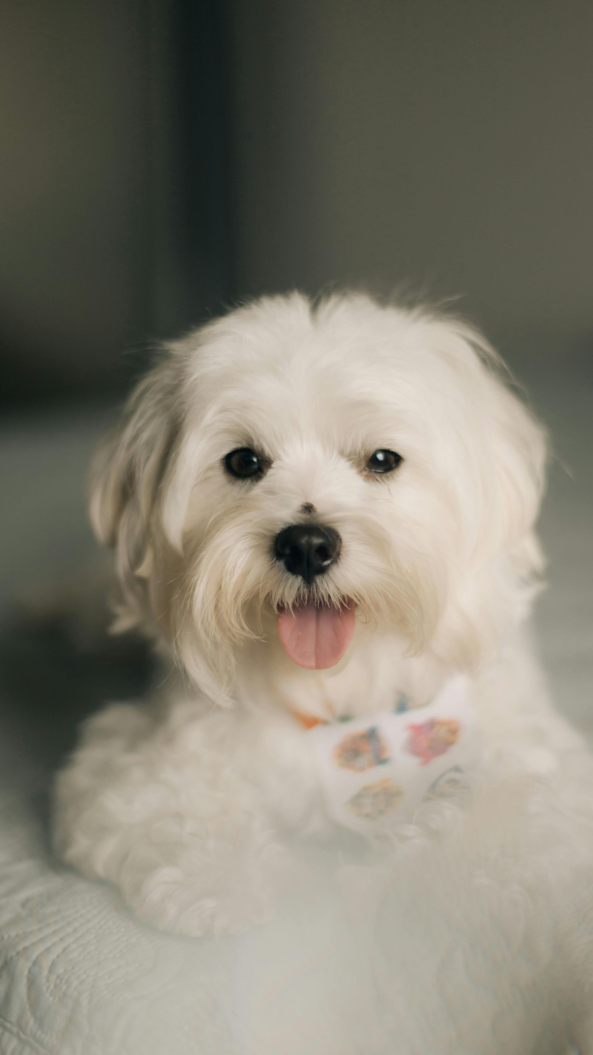 Small white fluffy dog with a pink bow, facing the camera with its tongue out.