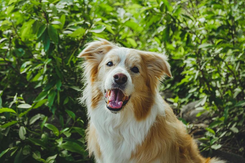 Happy tan-and-white dog sitting in green foliage, mouth open and ears perked up