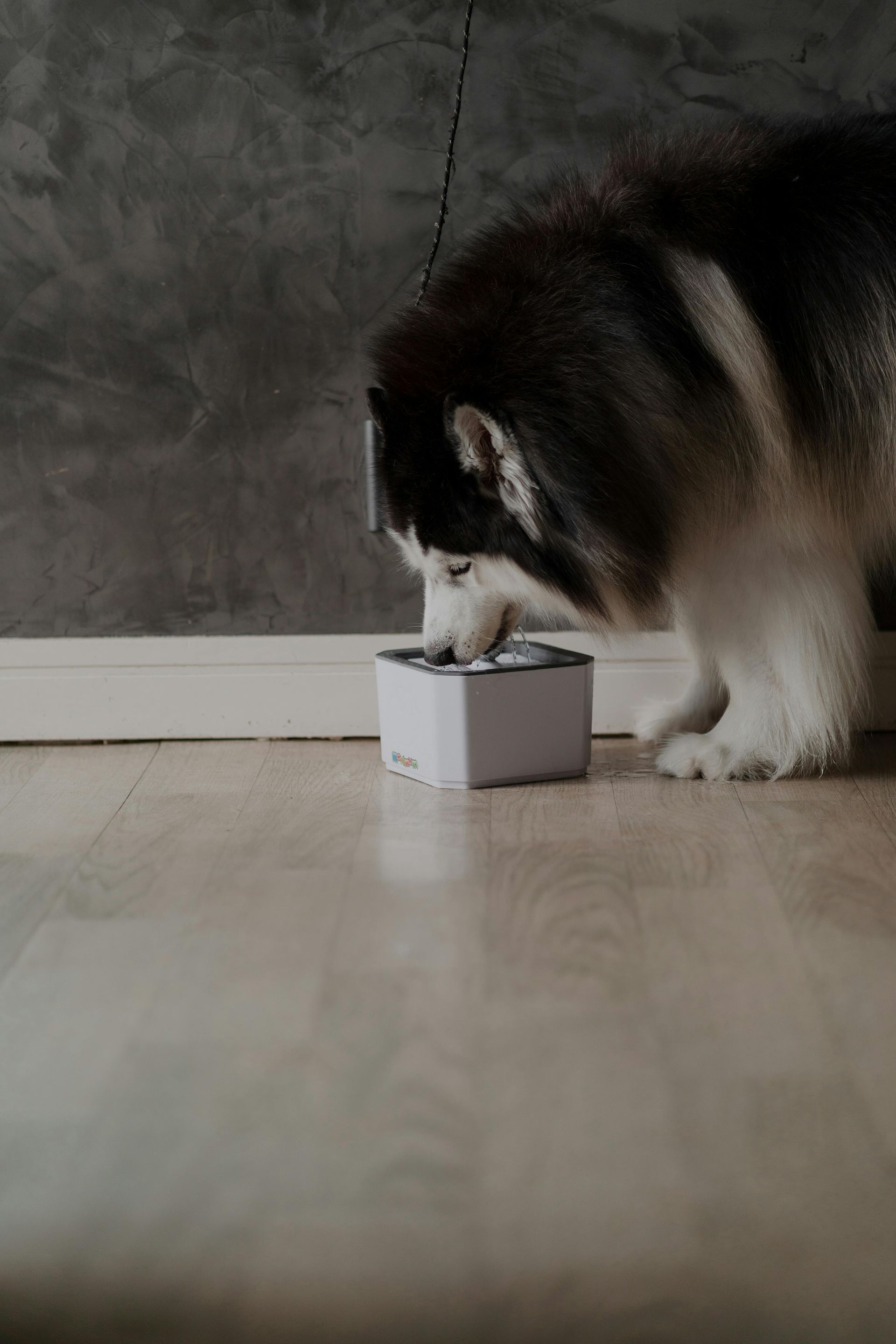 Fluffy black-and-white dog eating from a small white bowl on a wooden floor indoors