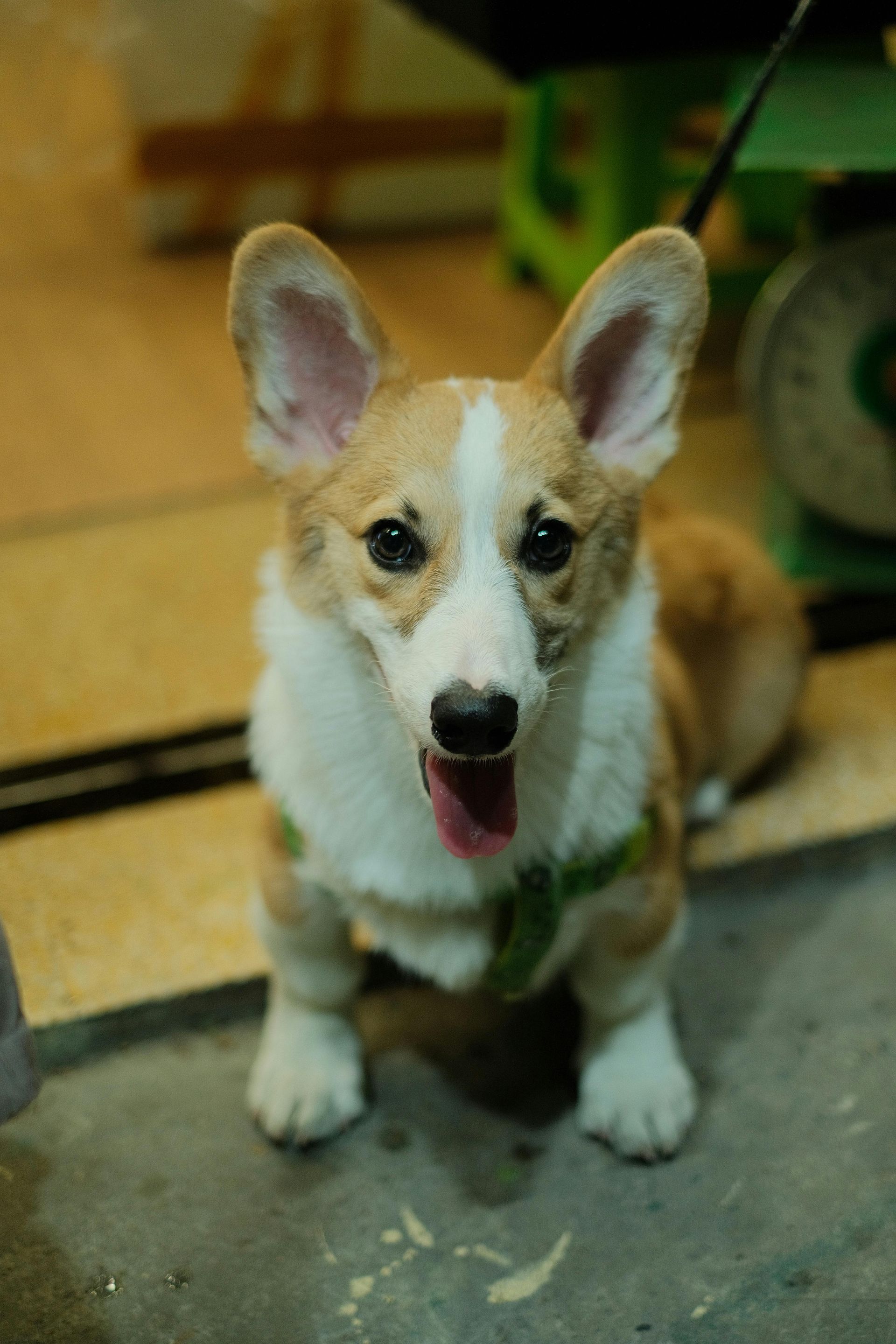 Small tan-and-white corgi sitting indoors with ears up and mouth open, looking at the camera.