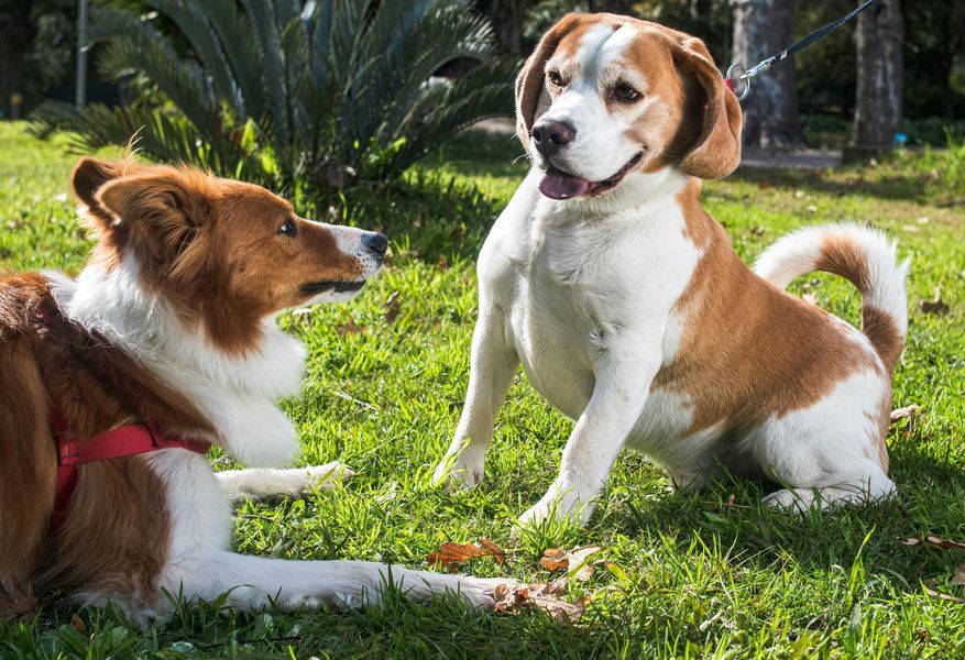 Two dogs on grass, a brown-and-white dog sitting and a red-and-white dog lying down, facing each other.
