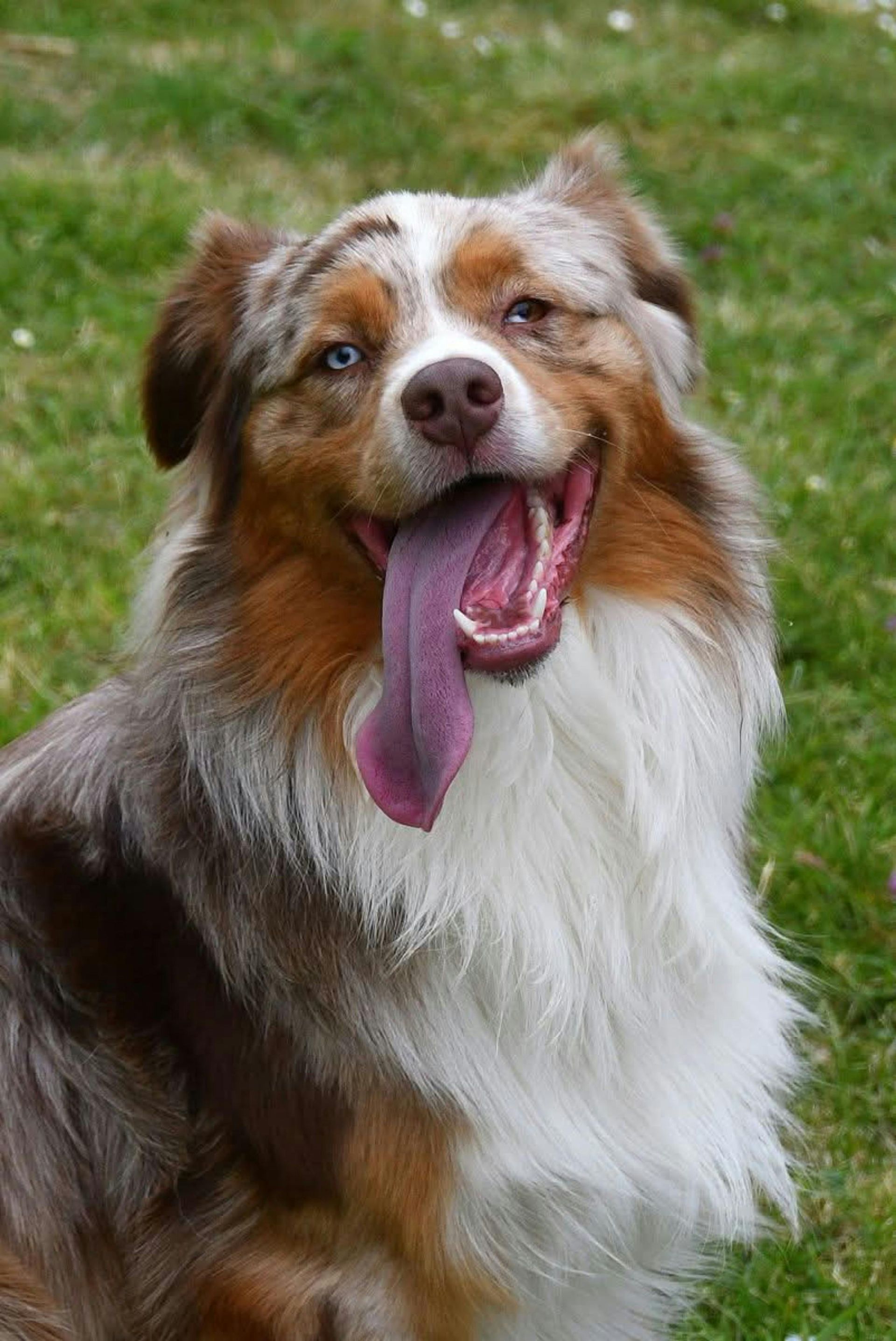 Brown-and-white dog with tongue out, sitting outdoors on grass.