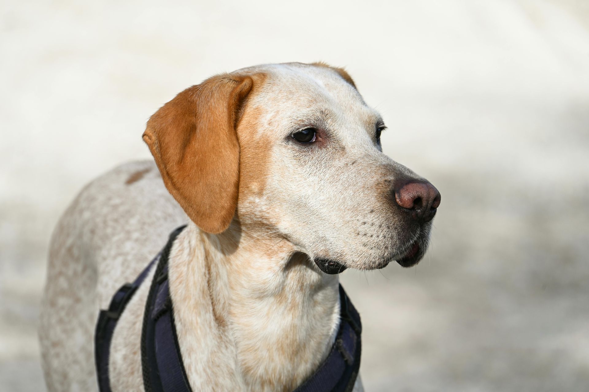 White and tan dog in a black harness looking to the side outdoors
