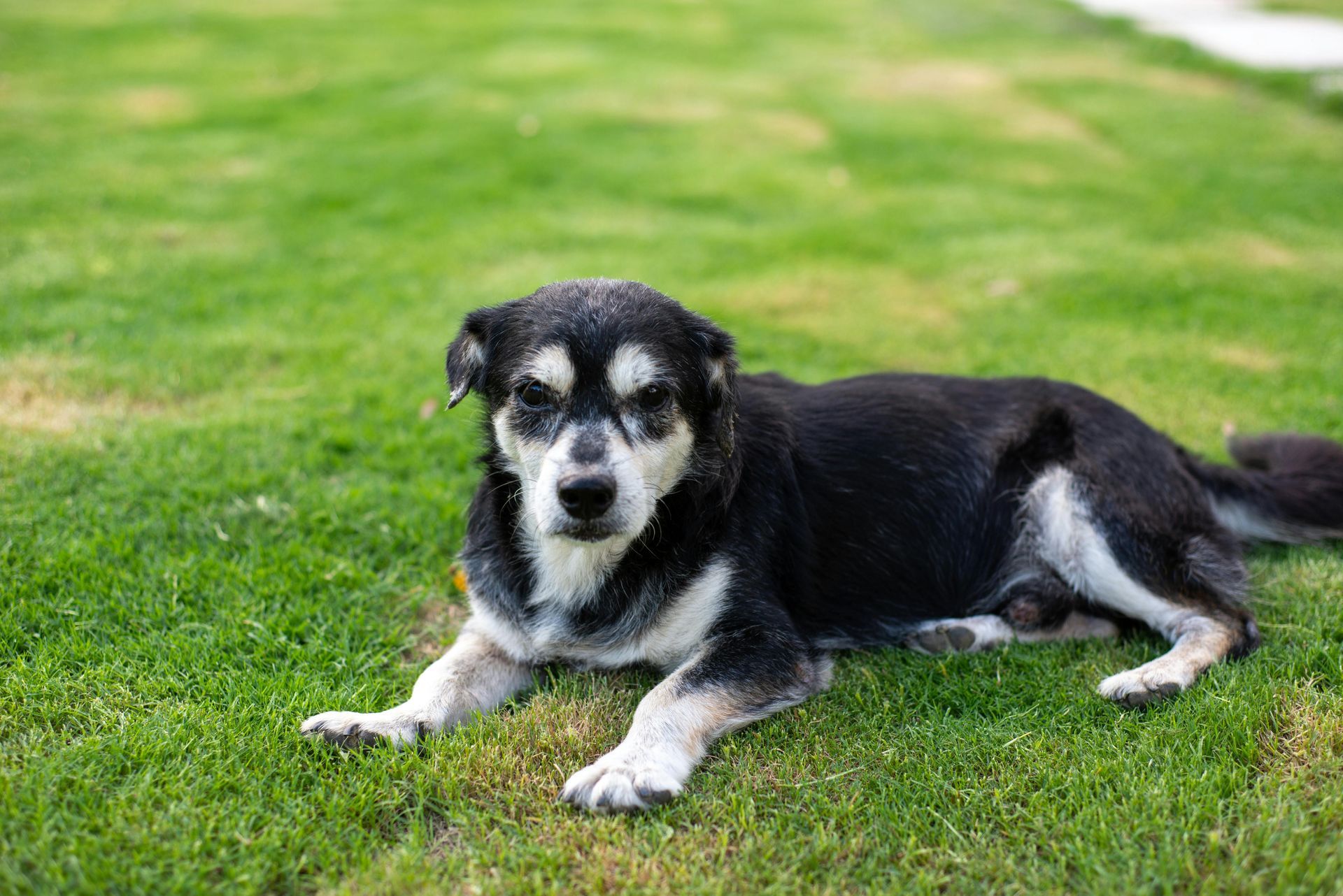 Black and white dog lying on green grass outdoors