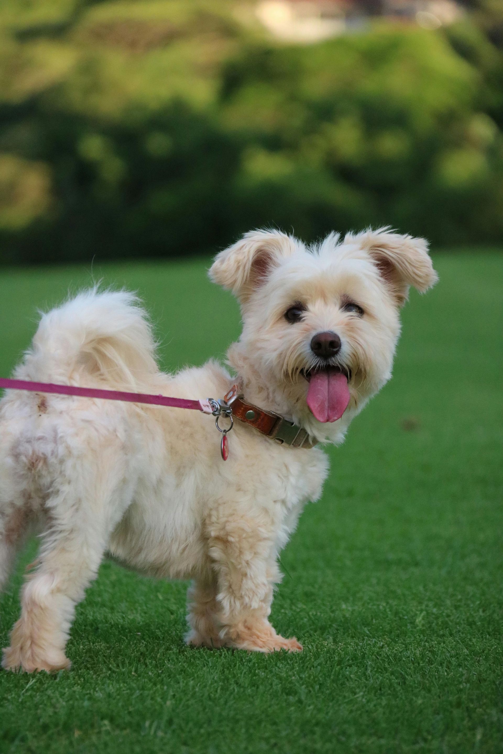 Small white dog on a red leash standing on grass, tongue out, with a blurred green background