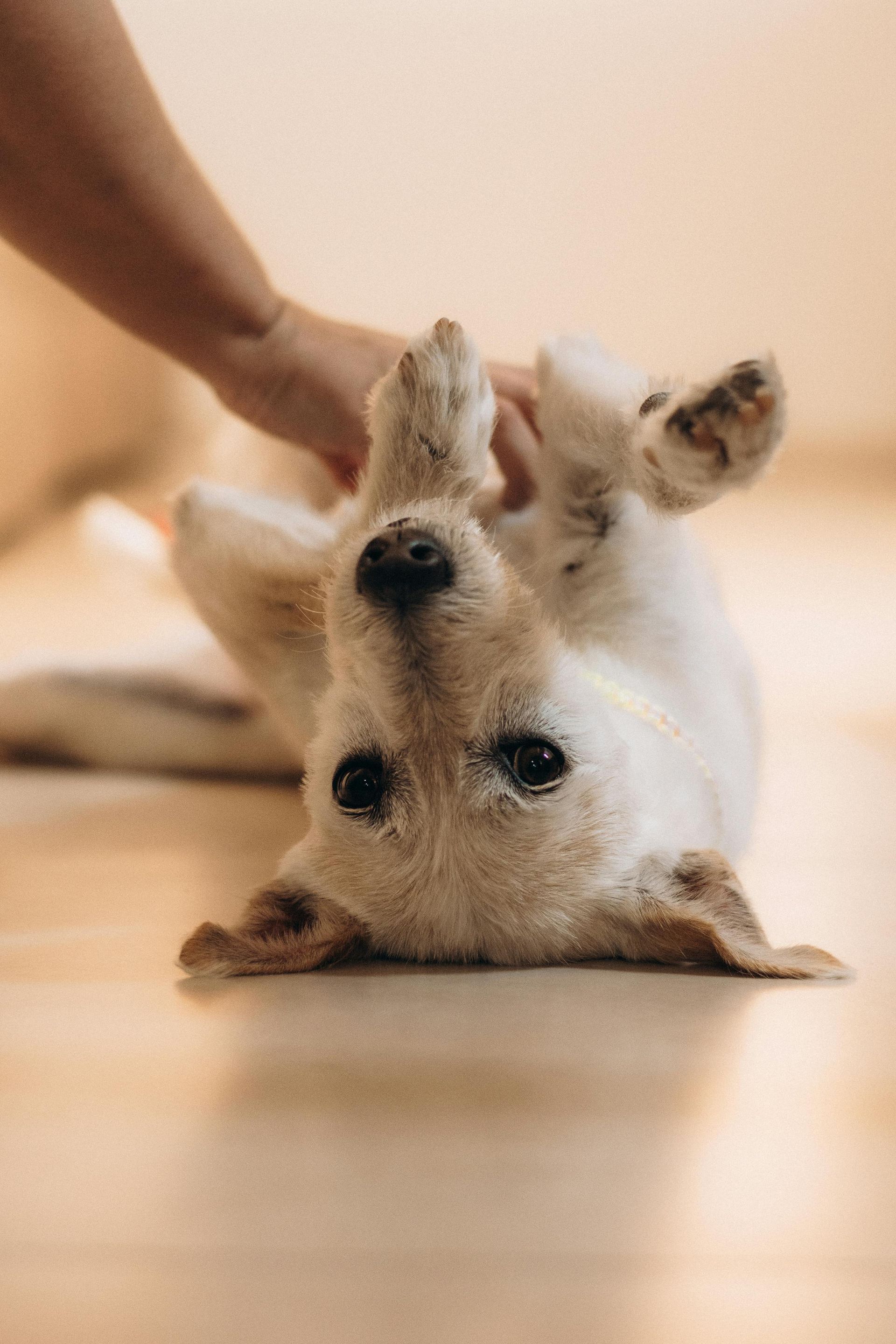 Small dog lying upside down on a wooden floor, paw touching its belly, with a hand petting it.