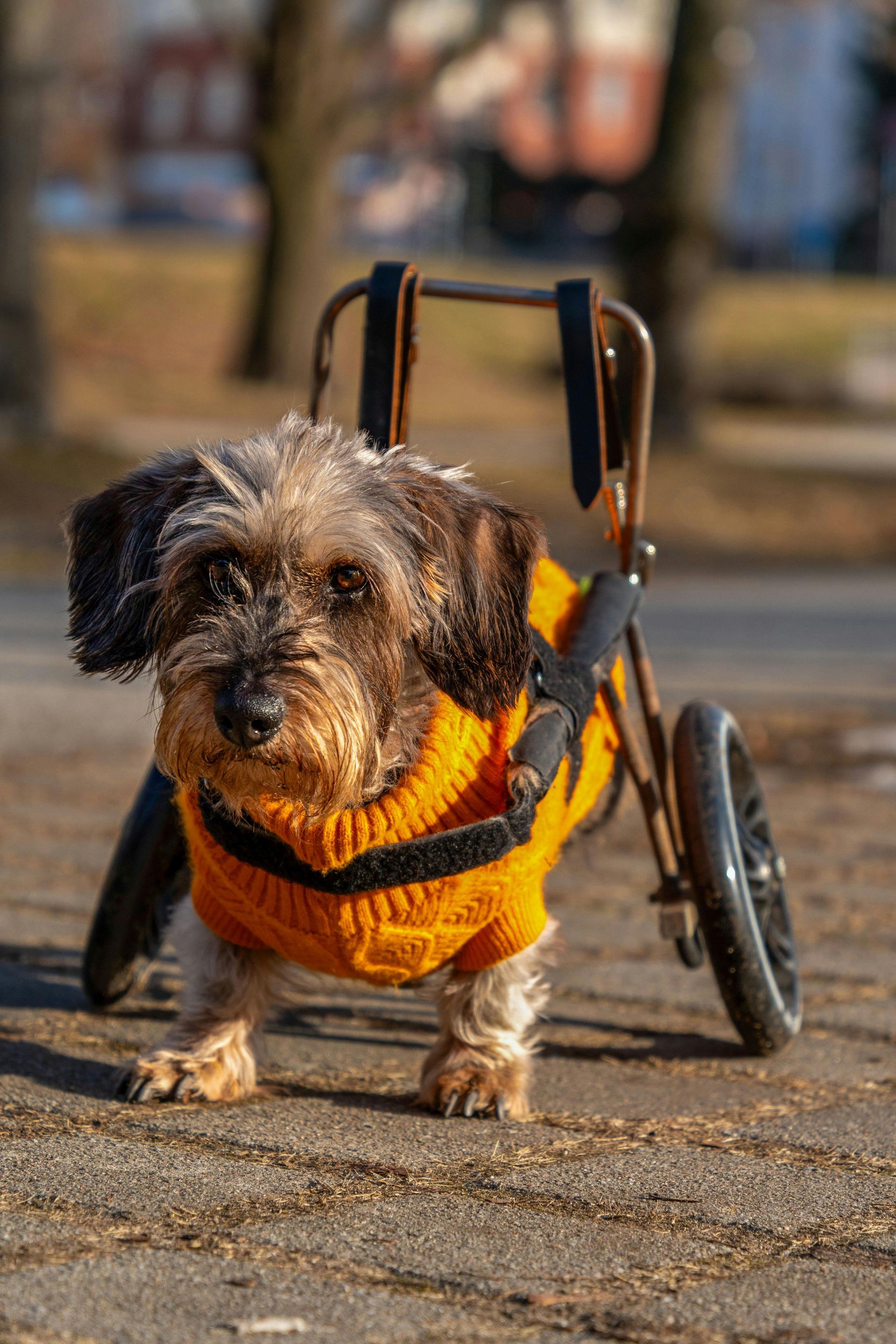 Small dog in an orange sweater using a wheelchair, outdoors on a paved path.