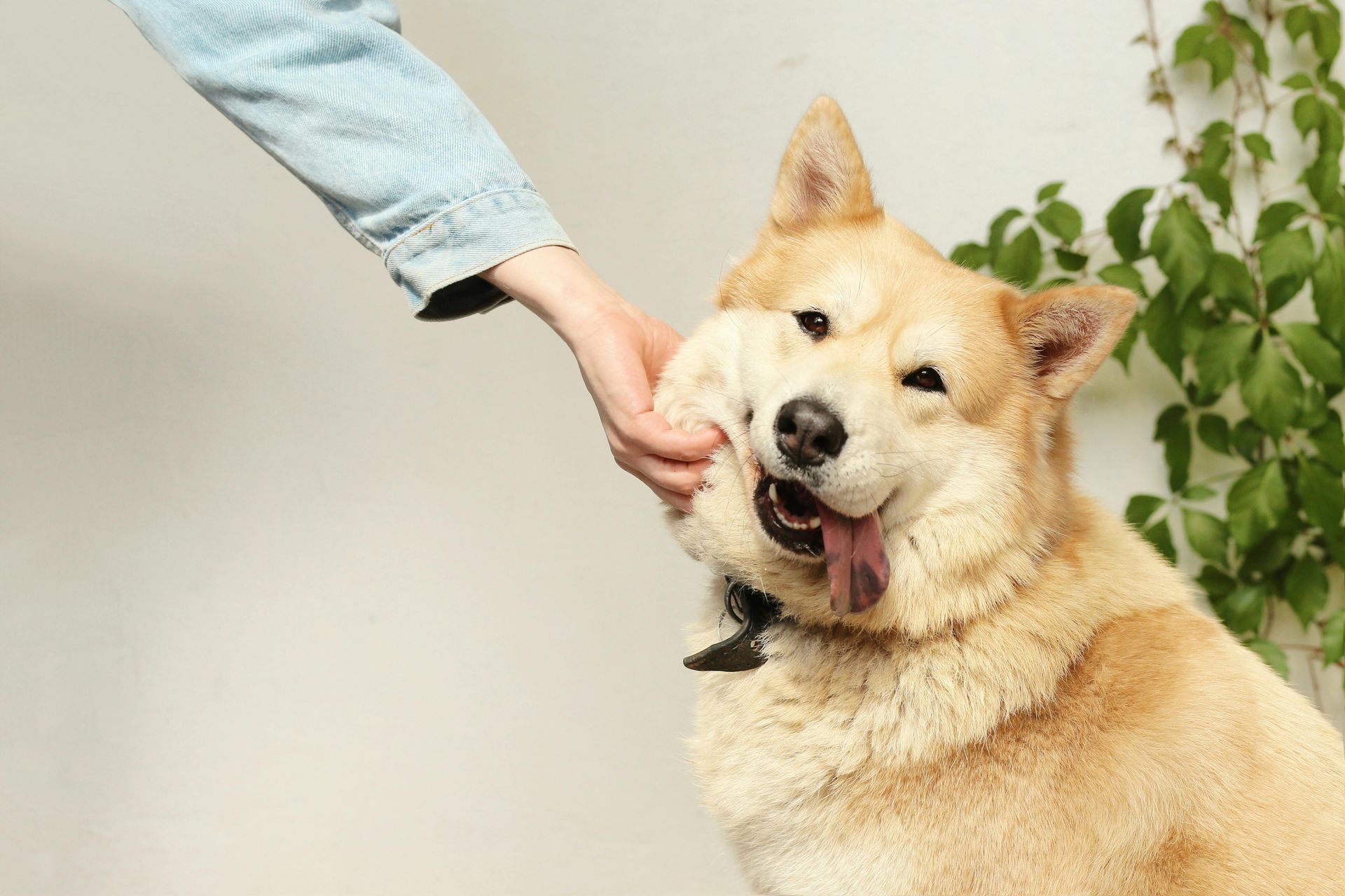 Person petting a fluffy tan dog wearing a black bow tie, sticking out its tongue