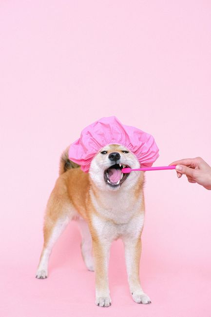 Shiba Inu wearing a pink shower cap while getting its teeth brushed against a pink background