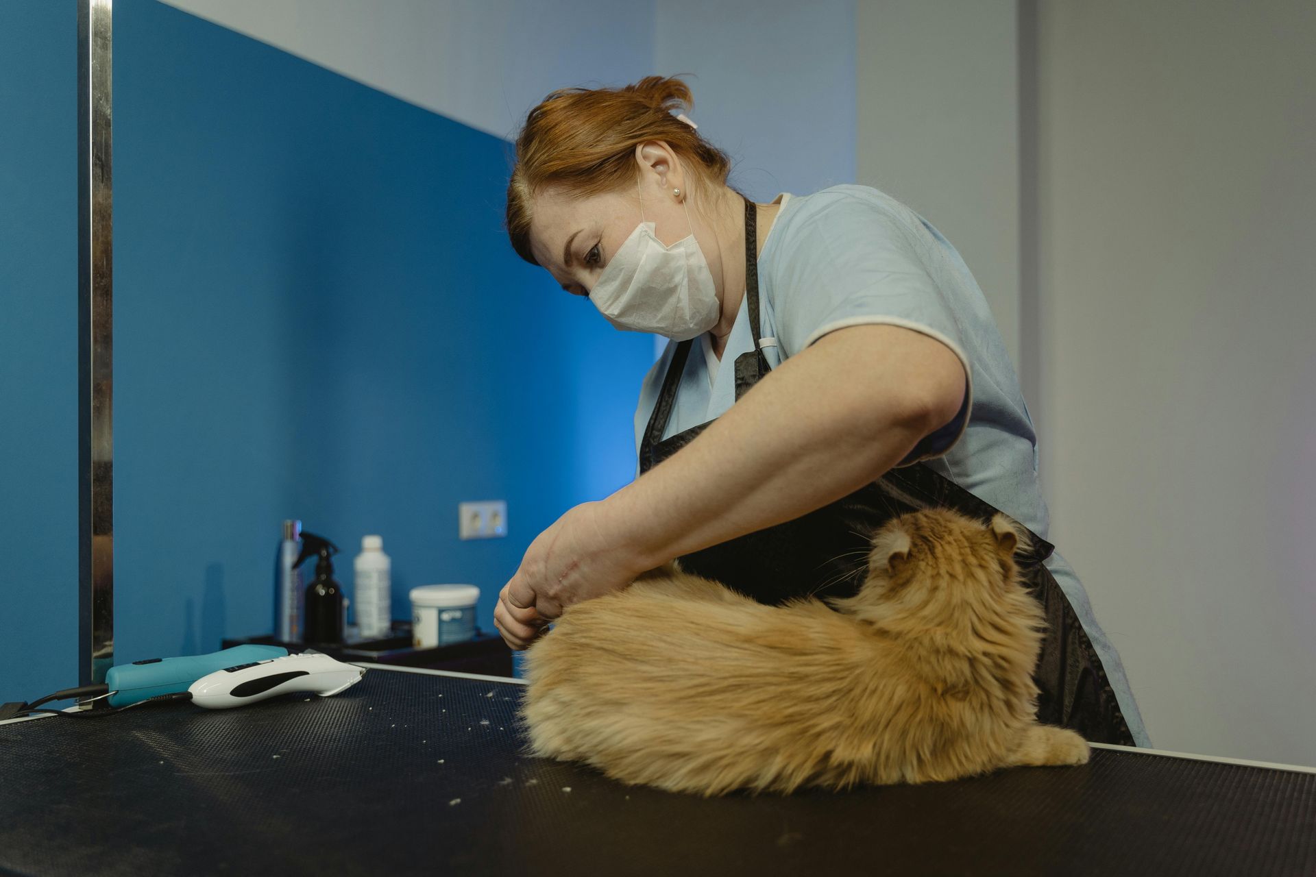 Veterinarian examining a cat on a clinic table with medical supplies nearby
