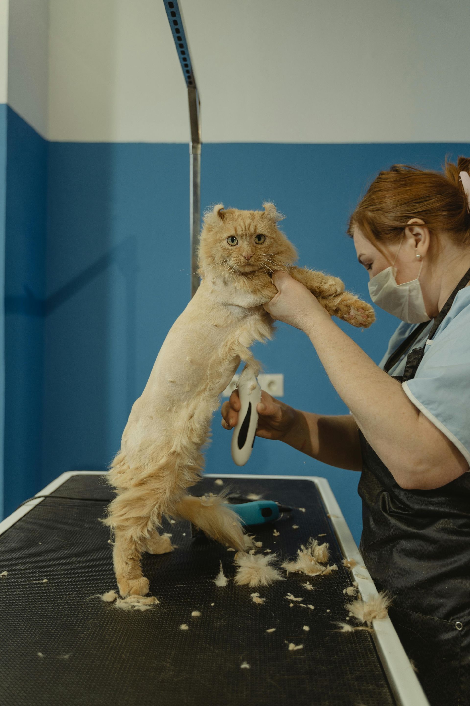 Small dog standing on grooming table while a masked groomer trims its fur indoors.