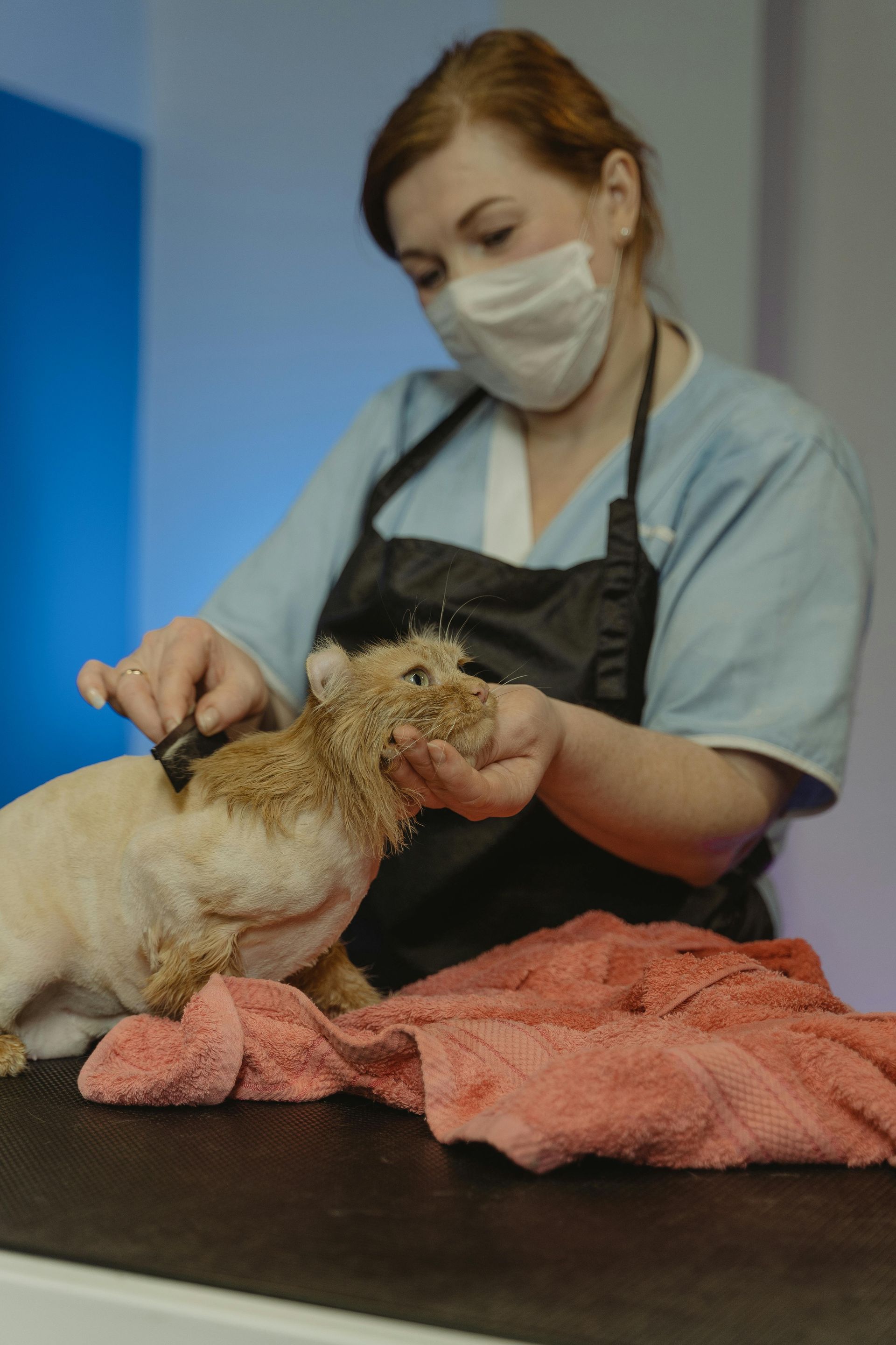 Groomer brushing a small dog on a table, with a pink towel nearby