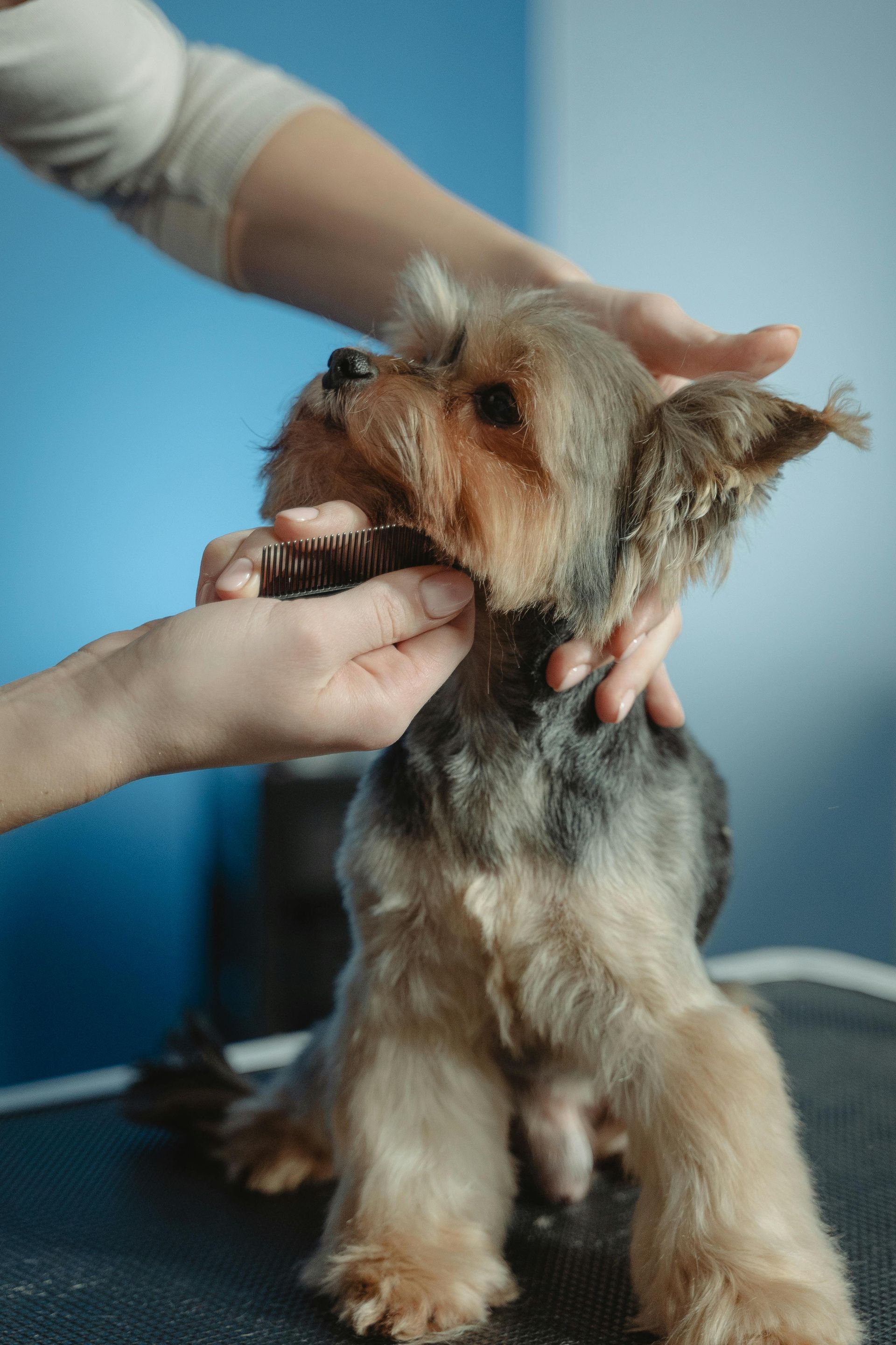 Small dog being groomed, held by hands against a blue background.