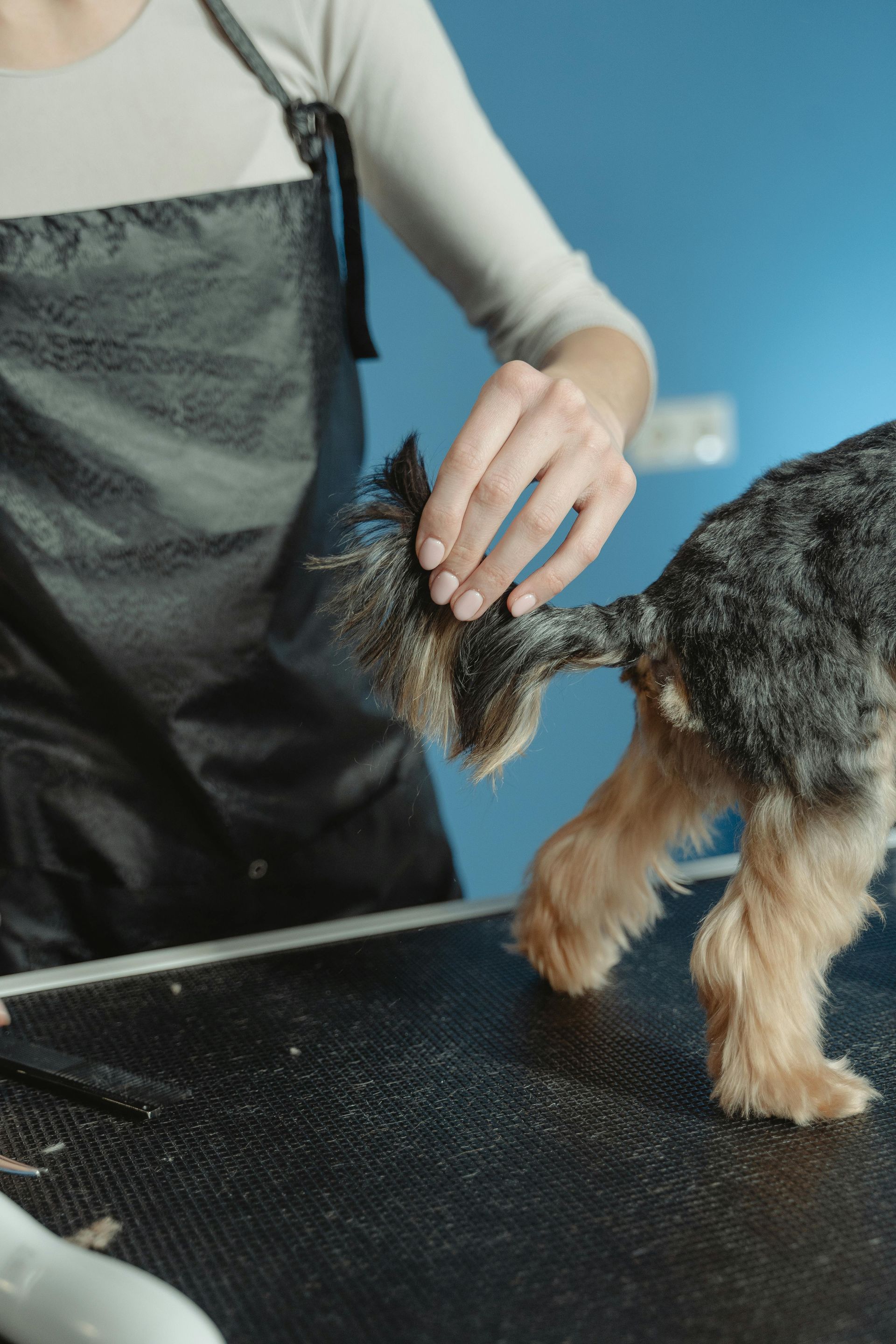 Grooming a small dog on a black table, with a person brushing its tail.