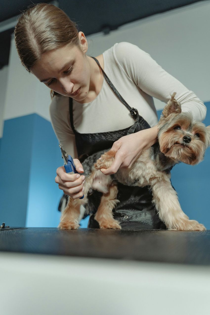 Groomer trimming a small Yorkshire terrier on a table in a salon