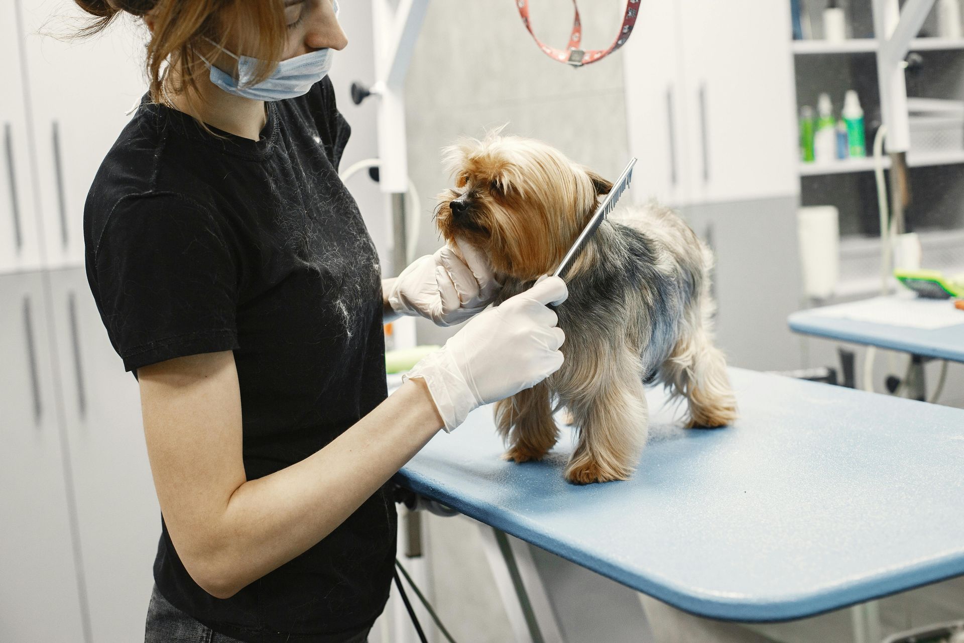 Groomer in black shirt trims a small dog on a blue grooming table in a pet salon