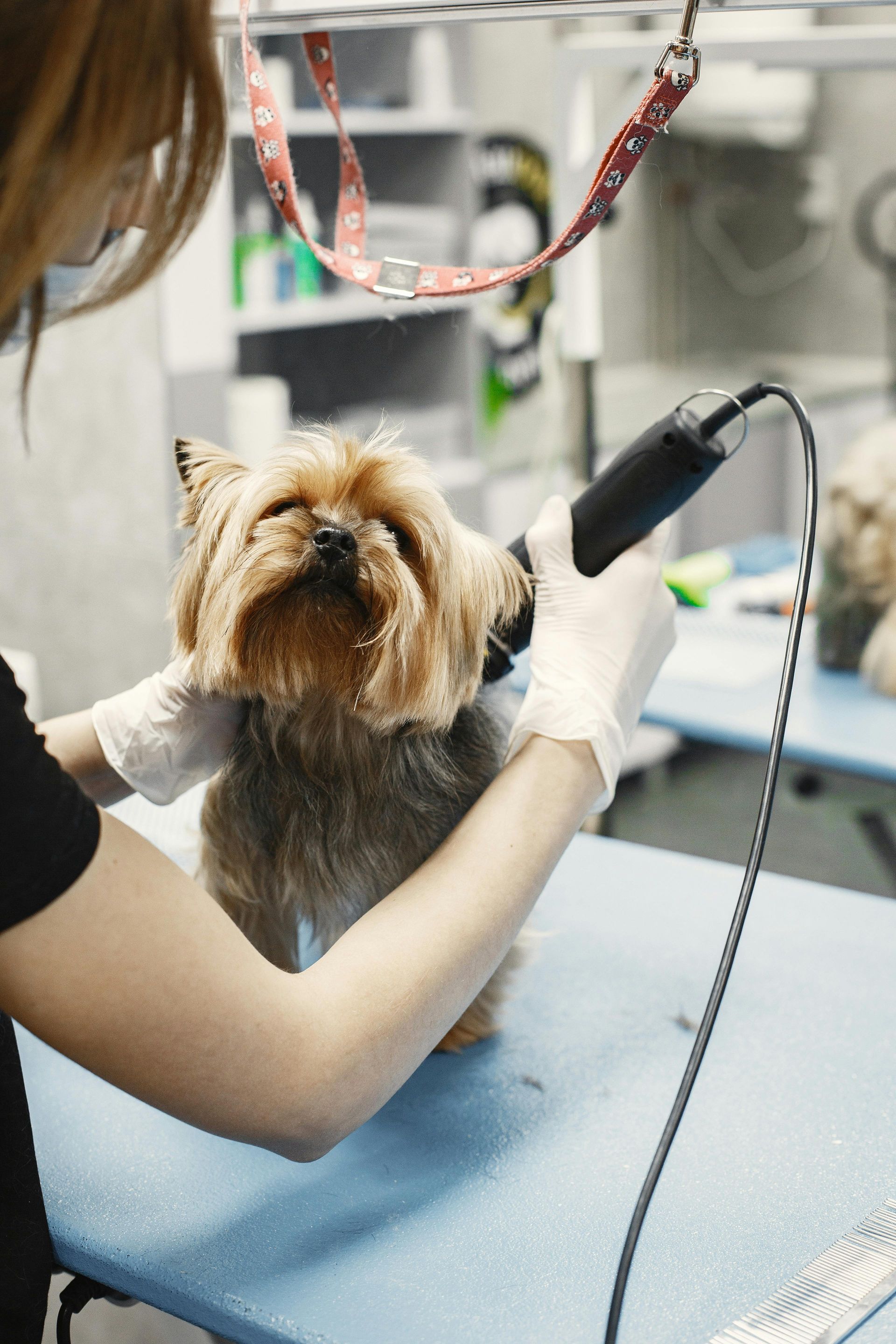 Small dog getting groomed on a blue table with a clippers tool in a salon