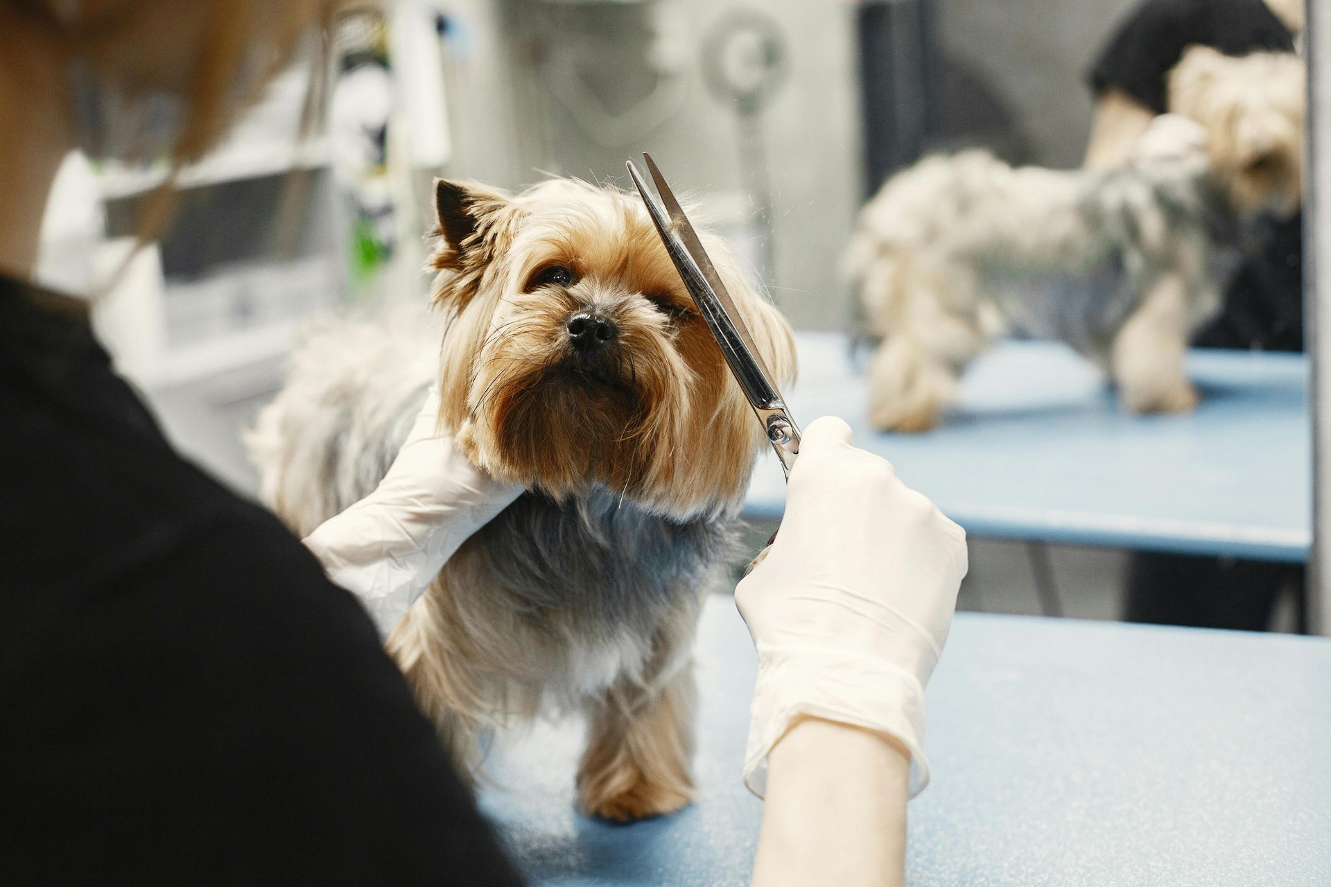 Small terrier being groomed on a table by a person wearing white gloves