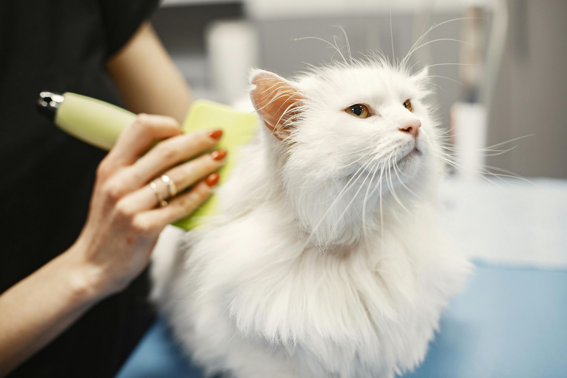 White cat being groomed with clippers by a person in a salon setting