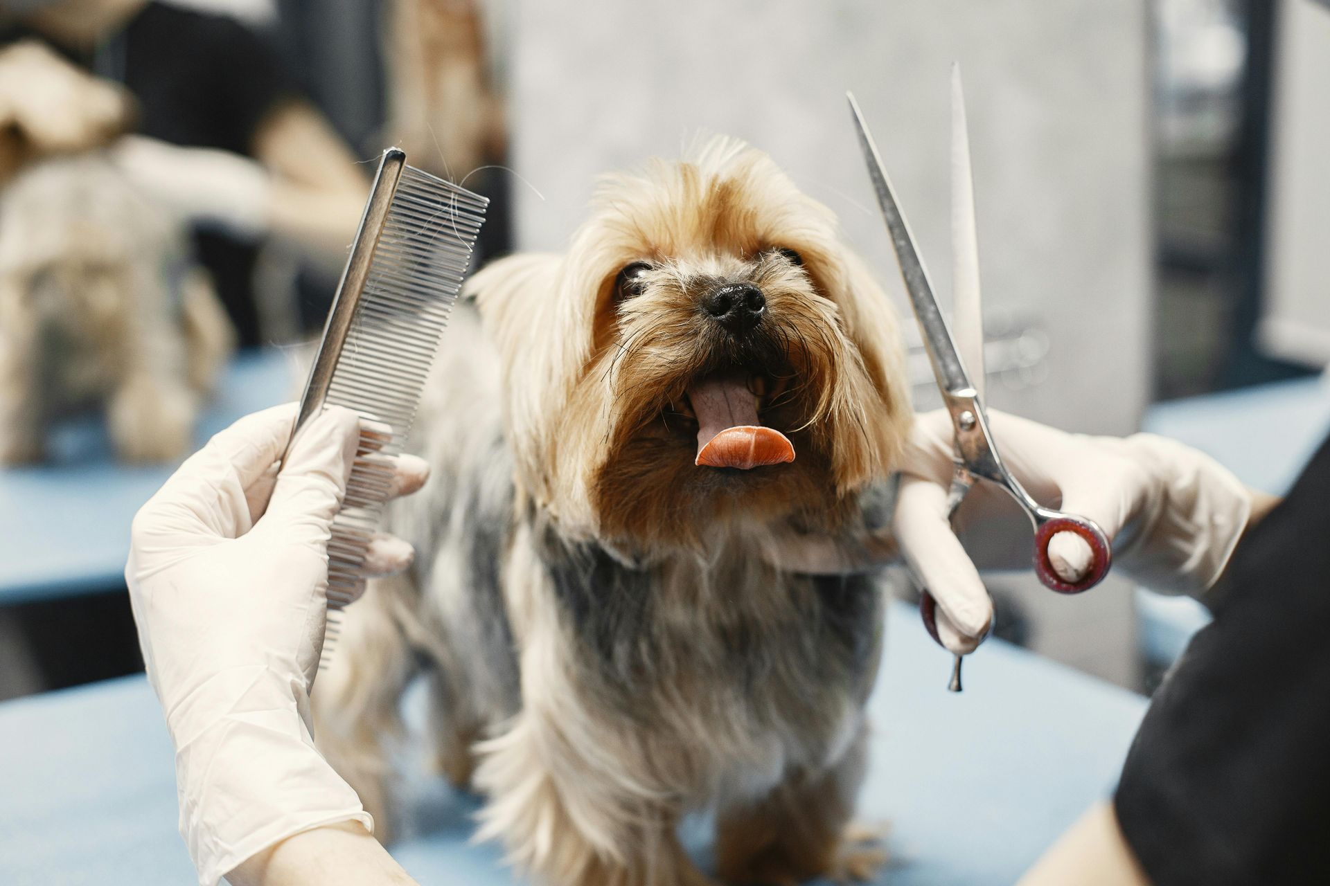 Small shaggy dog being groomed with scissors and comb, tongue out, at a pet salon