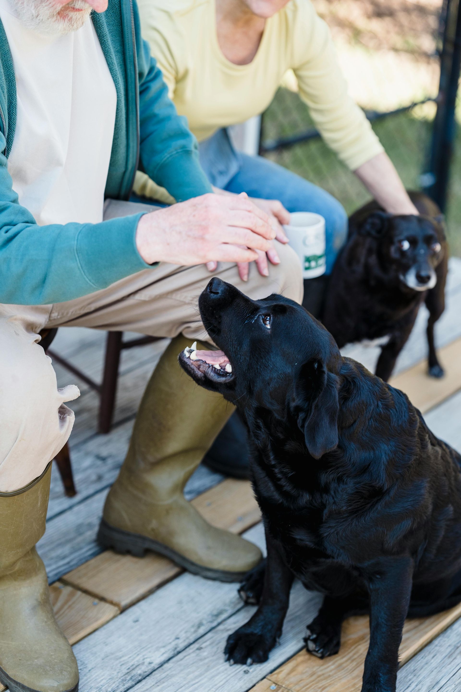 Person petting a black puppy sitting on a porch, with another black dog in the background.