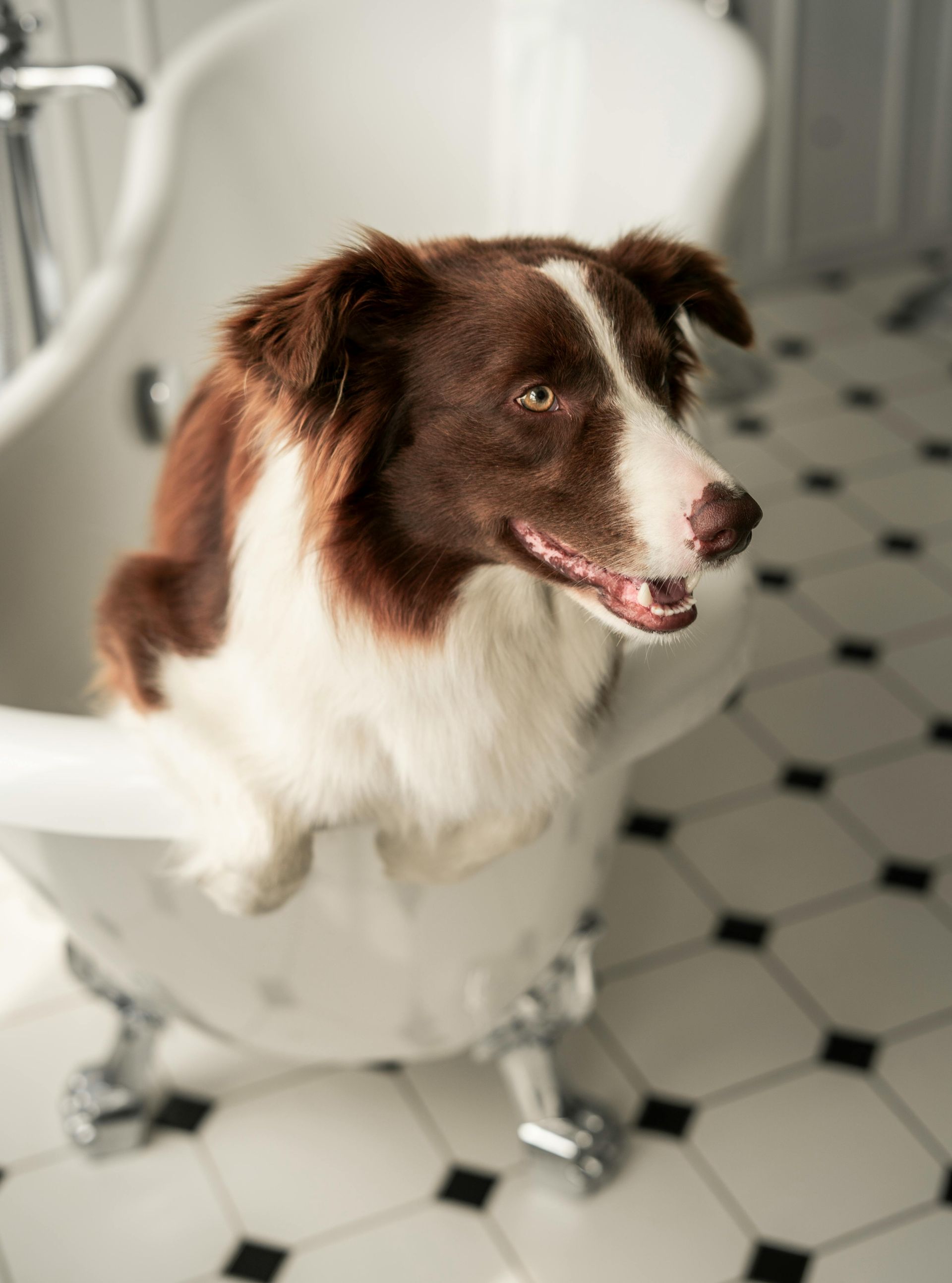 Brown-and-white dog sitting in a toilet, looking to the side in a bathroom.