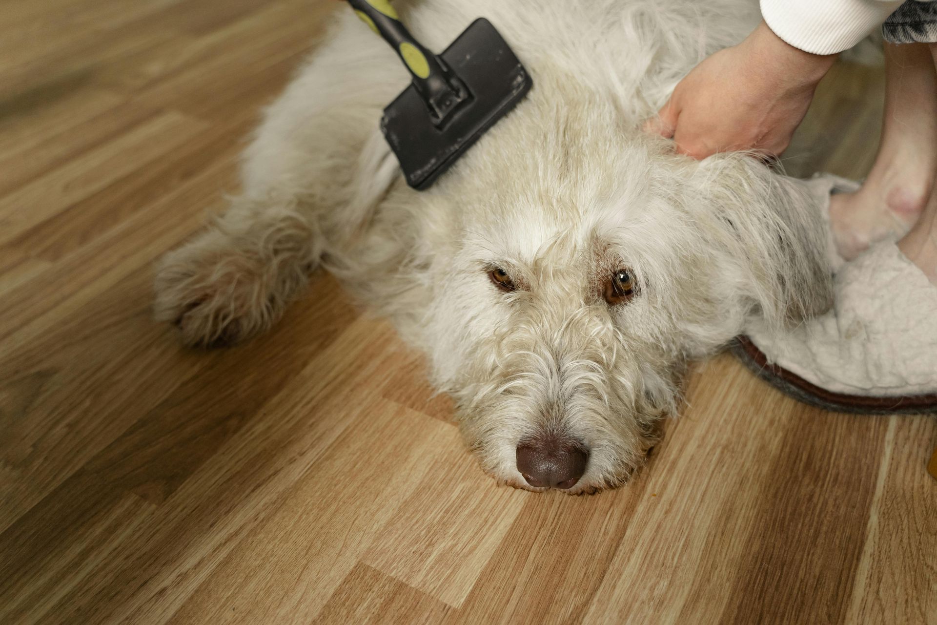 White dog lying on a wooden floor while being groomed with a black brush and a person’s hand nearby