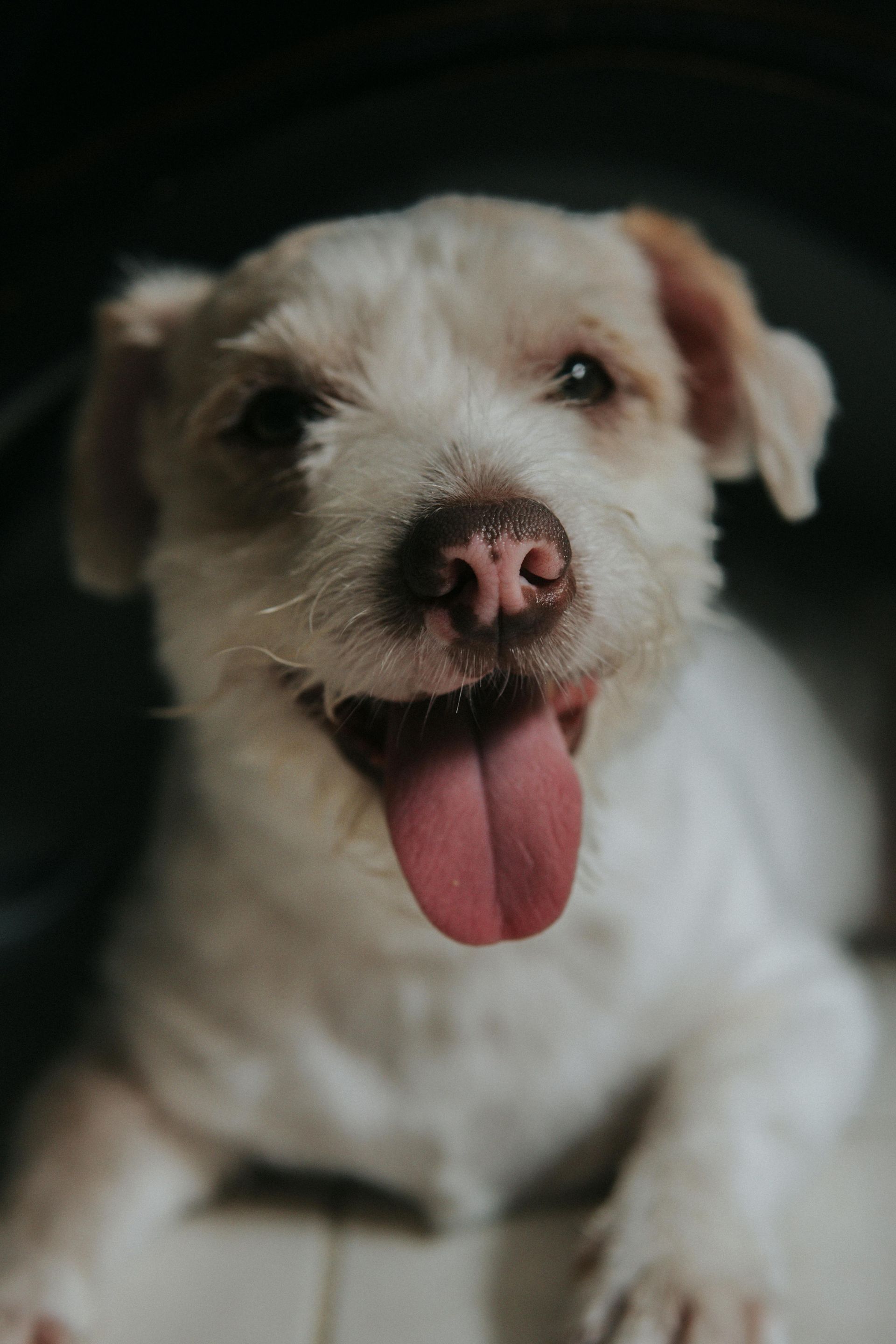White dog with pink nose and tongue out, looking at the camera against a dark background