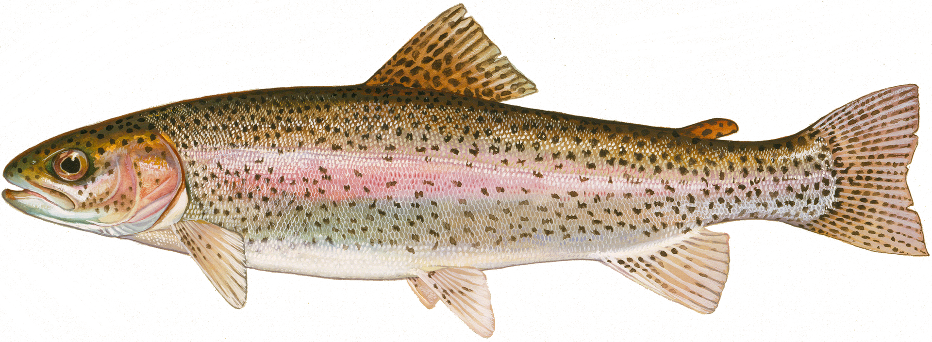 Rainbow Trout