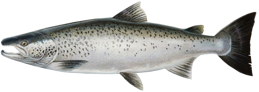 Salmon