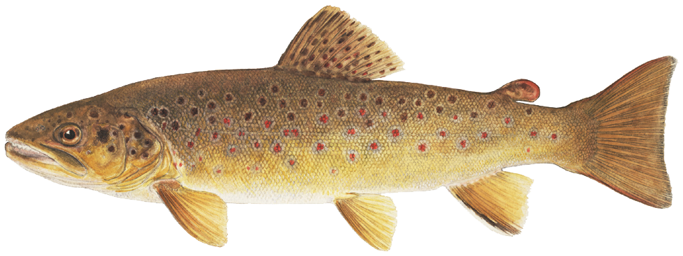 Brown Trout