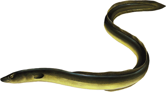 Eel