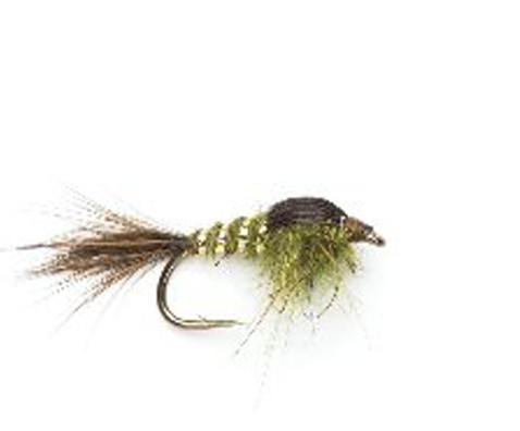 Olive Dunn Nymph