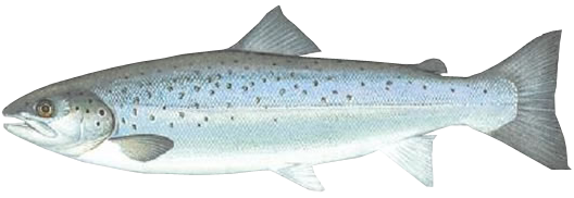 Sea Trout
