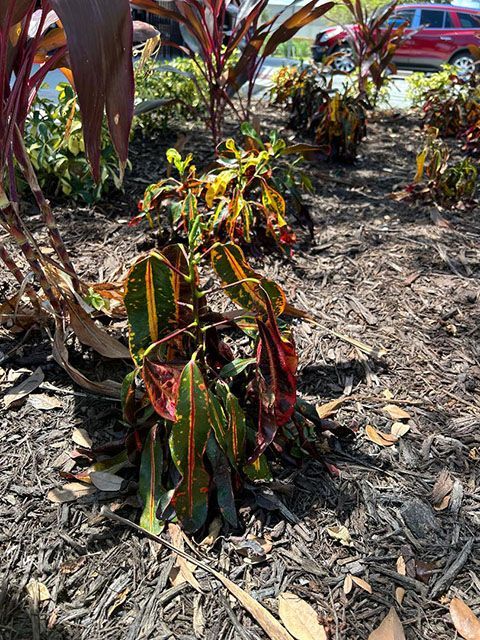 Wilting plants and dry garden beds with not enough water