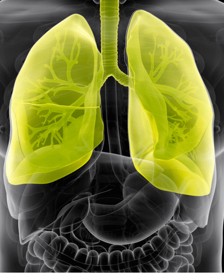 Human anatomy diagram highlighting the lungs in yellow, within the chest cavity.