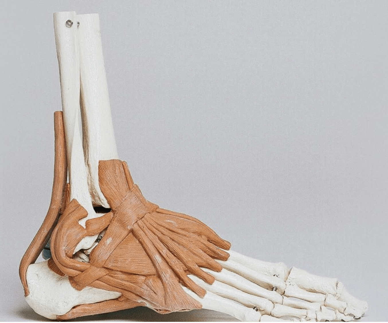 A model of a foot with muscles and bones