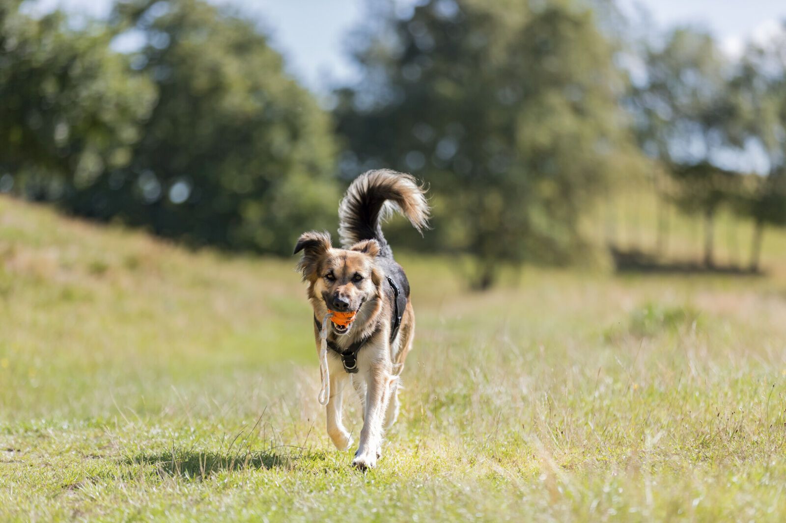 Geel hondenspeeltje in de vorm van een eikel met een handvat van touwlus.
