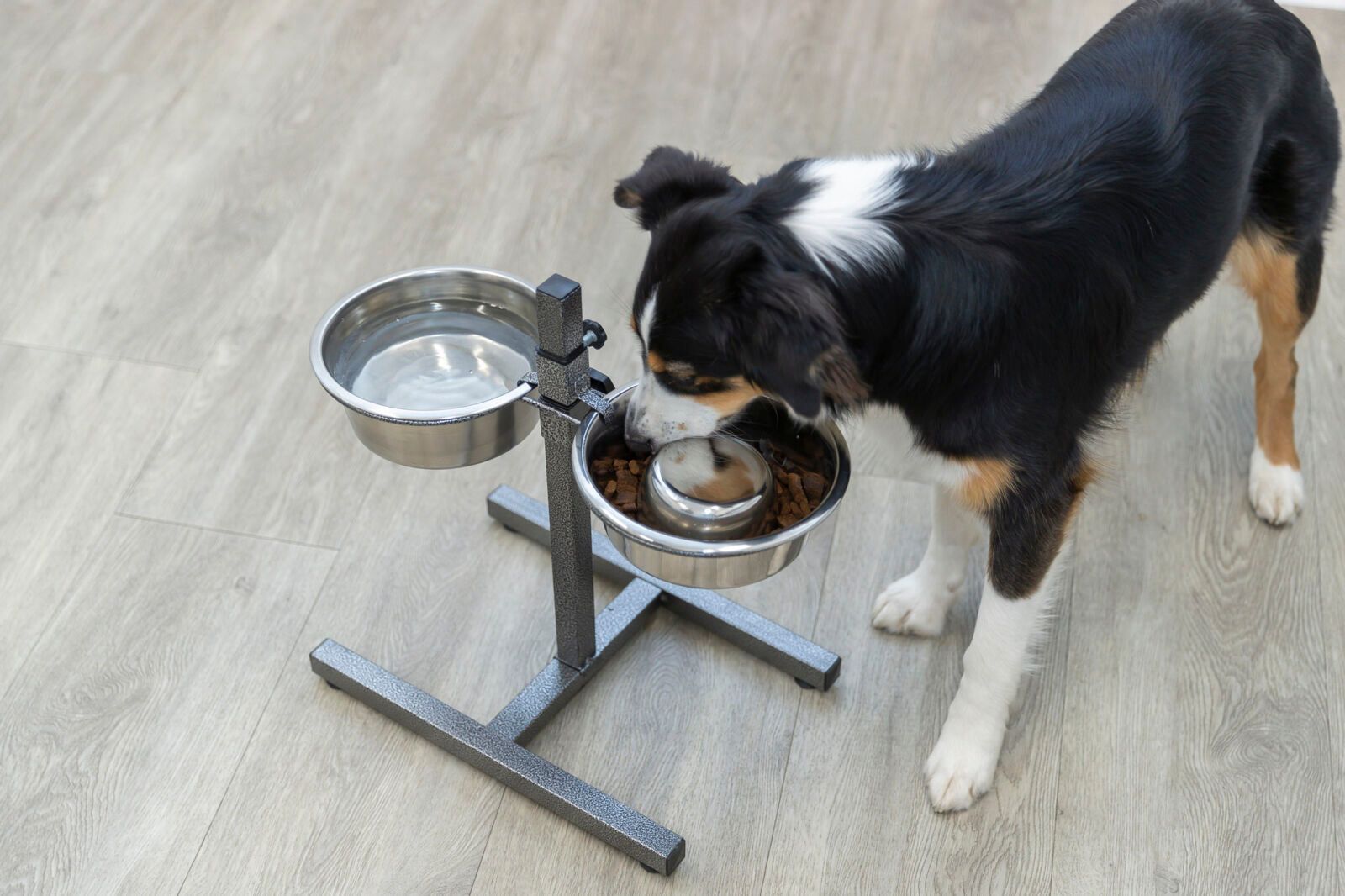 Verhoogde roestvrijstalen hondenbak met voer- en waterbakje.