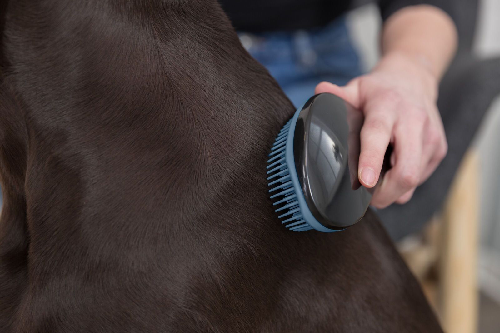 Blauwe huisdierborstel met afgeronde borstelharen en een gebogen handvat.