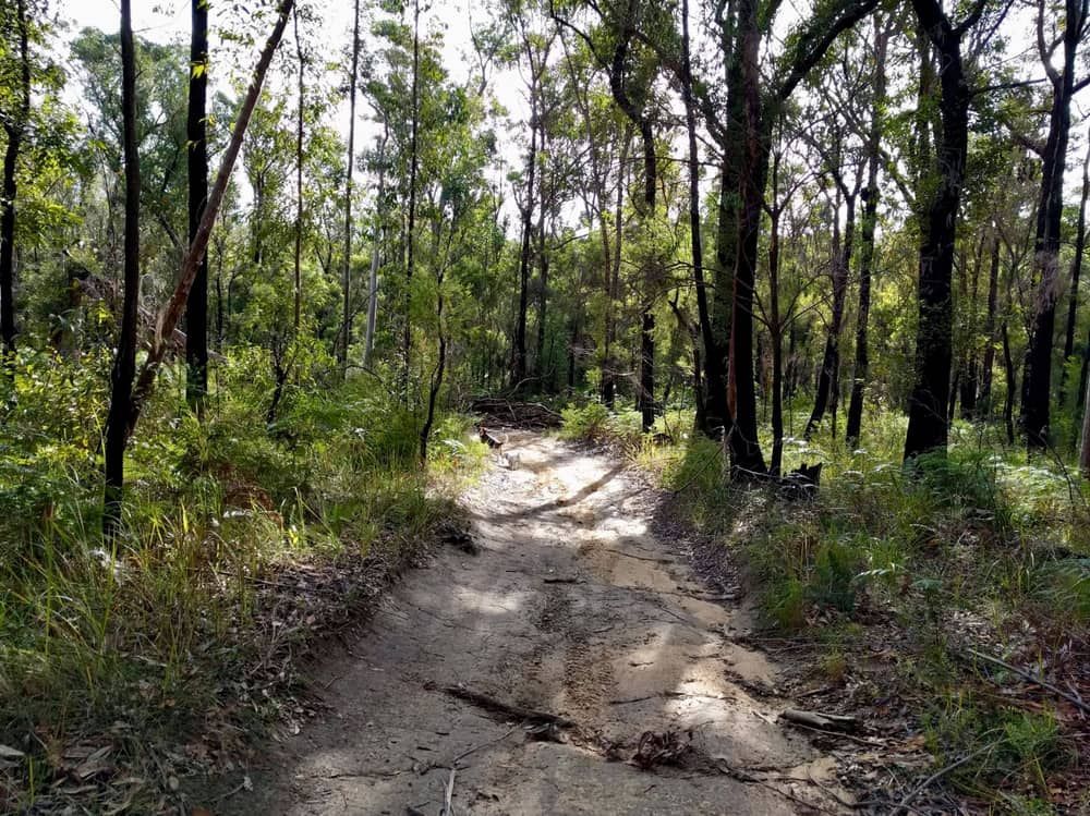 A Dirt Road In The Middle Of A Forest Surrounded By Trees — Tuncote Concrete Constructions in Medowie, NSW