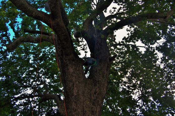 operaio si arrampica su un albero per effettuare la potatura